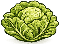 Lechuga